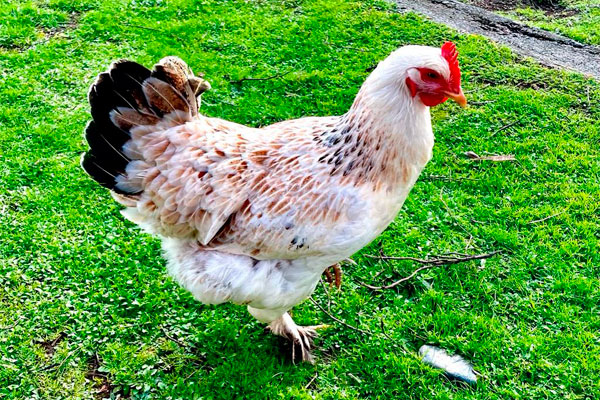 anticuerpos policlonales de gallina