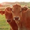 Segundo Congreso Internacional del Virus de la Diarrea Viral Bovina