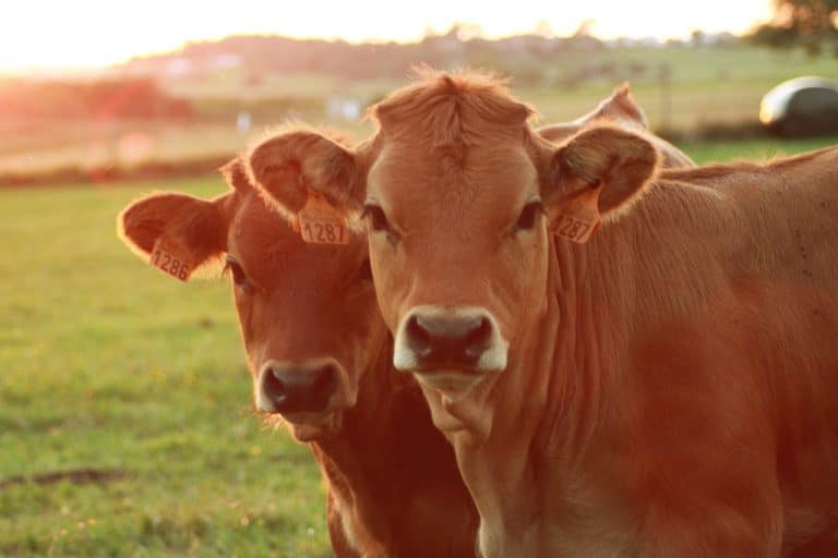 Segundo Congreso Internacional del Virus de la Diarrea Viral Bovina